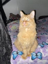 Lost Male Cat last seen Arlington woods, E&A Grocery, Muskegon, MI 49442