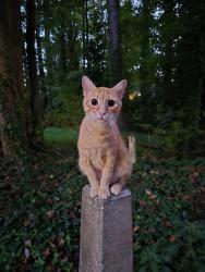 Lost Male Cat last seen Saint Luke Methodist Church, Sanford, NC 27330