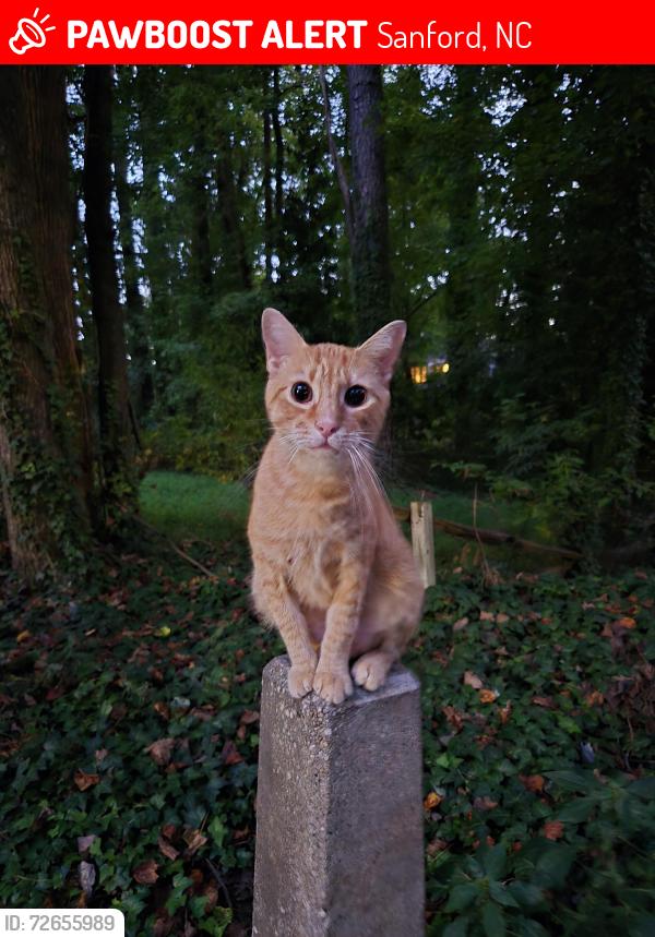 Lost Male Cat last seen Saint Luke Methodist Church, Sanford, NC 27330