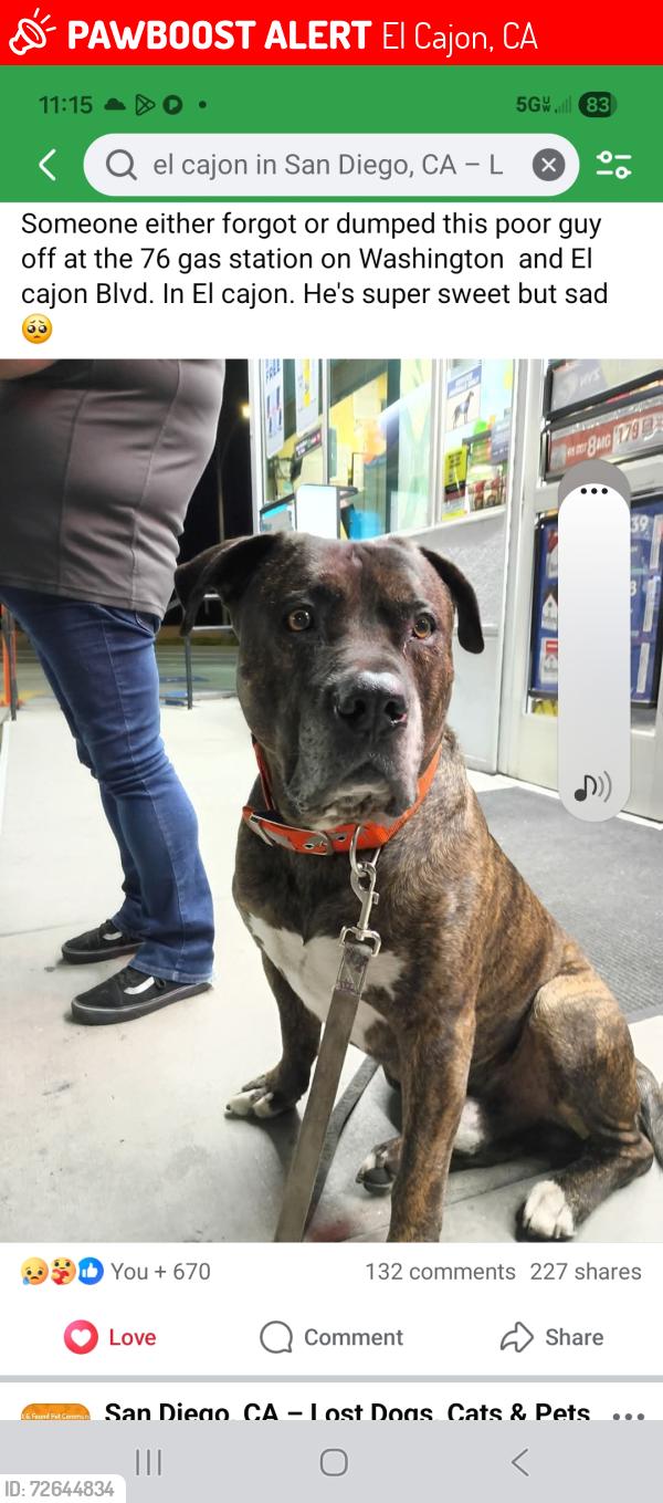 Lost Male Dog last seen 38th street , El Cajon, CA 92020