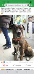 Lost Male Dog last seen 38th street , El Cajon, CA 92020