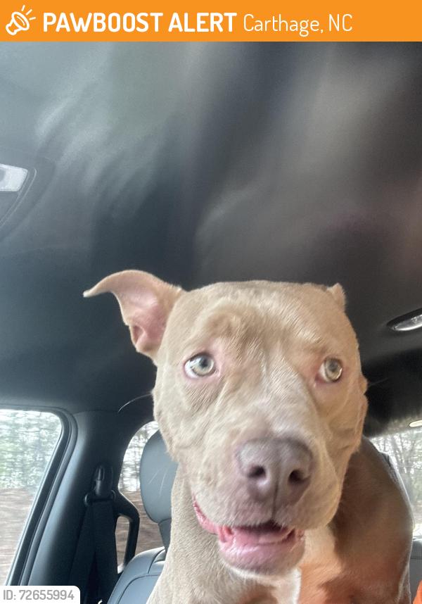 Found/Stray Male Dog last seen Traffic circle, Carthage, NC 28327