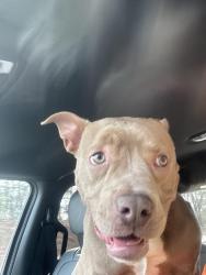 Found/Stray Male Dog last seen Traffic circle, Carthage, NC 28327