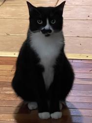 Lost Female Cat last seen Hwy. 16  Oxford Park Crystal St, Claremont, NC 28610