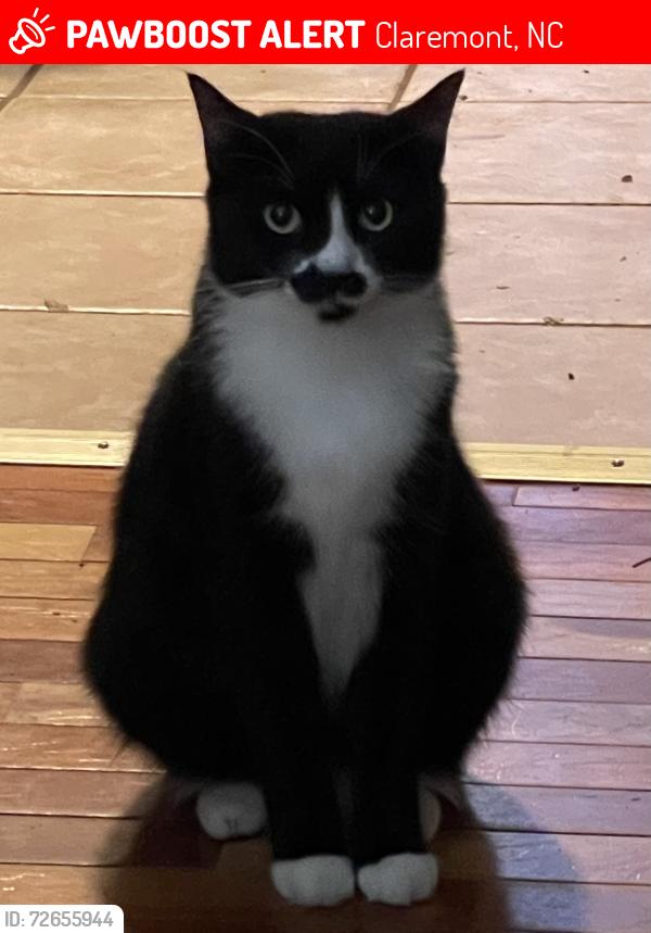 Lost Female Cat last seen Hwy. 16  Oxford Park Crystal St, Claremont, NC 28610