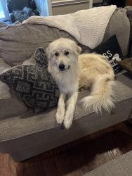 Found/Stray Male Dog last seen Northwood church , North Richland Hills, TX 76180