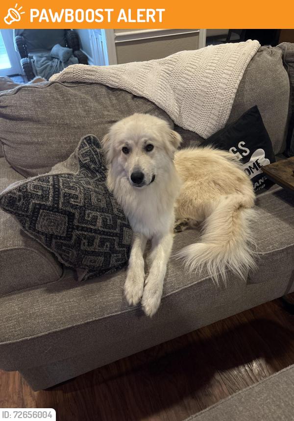 Found/Stray Male Dog last seen Northwood church , North Richland Hills, TX 76180