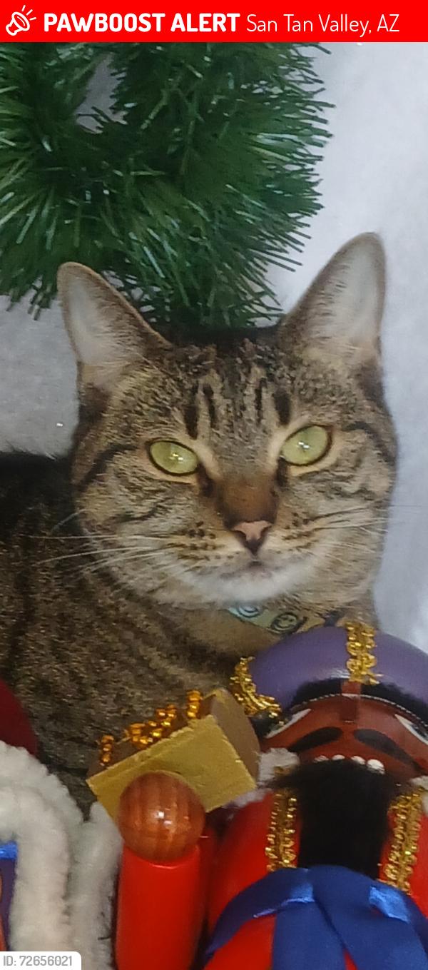 Lost Female Cat last seen Near E Hunt/Extra Space Storage, San Tan Valley, AZ 85143