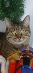 Lost Female Cat last seen Near E Hunt/Extra Space Storage, San Tan Valley, AZ 85143