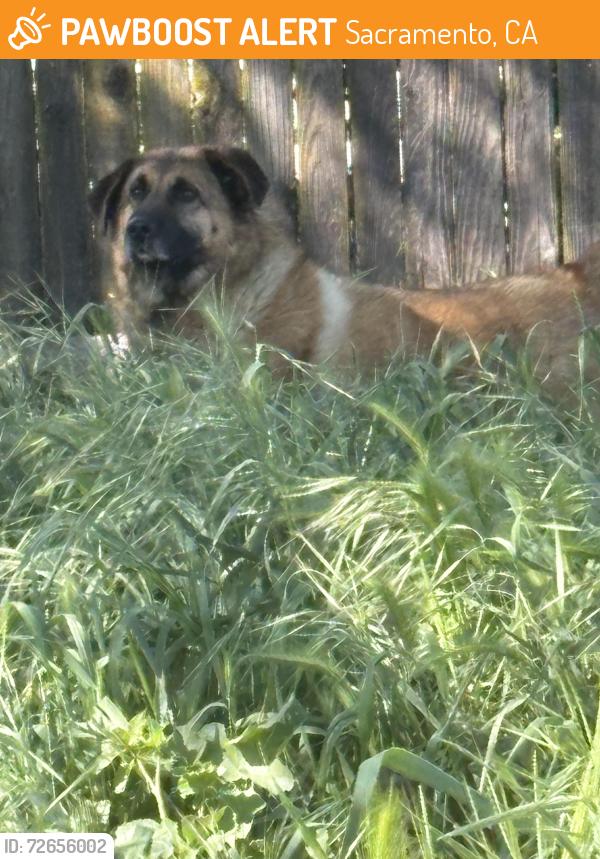 Found/Stray Unknown Dog last seen Old ranch road citrus heights , Sacramento, CA 95833