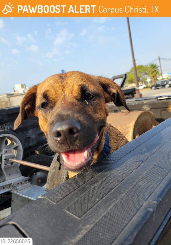 Found/Stray Male Dog last seen Crooked Creek Dr, Corpus Christi, TX 78414