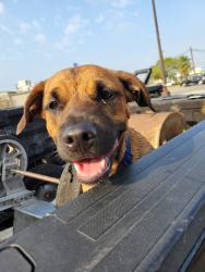 Found/Stray Male Dog last seen Crooked Creek Dr, Corpus Christi, TX 78414