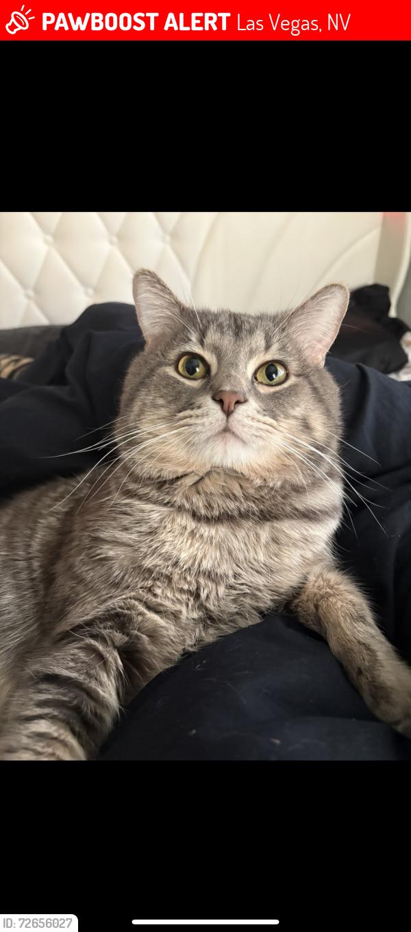 Lost Male Cat last seen Nellis/Sahara Viridian Palm apmts, Las Vegas, NV 89121