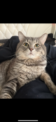Lost Male Cat last seen Nellis/Sahara Viridian Palm apmts, Las Vegas, NV 89121
