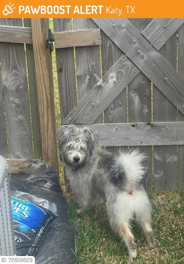 Found/Stray Male Dog last seen Winward  Neighborhood, Katy, TX 77493