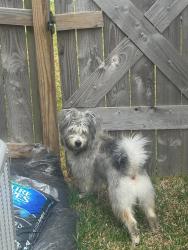 Found/Stray Male Dog last seen Winward  Neighborhood, Katy, TX 77493