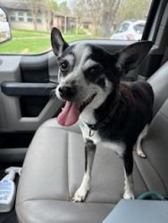 Reunited Male Dog last seen Near east Jefferson St, West Columbia, TX 77486