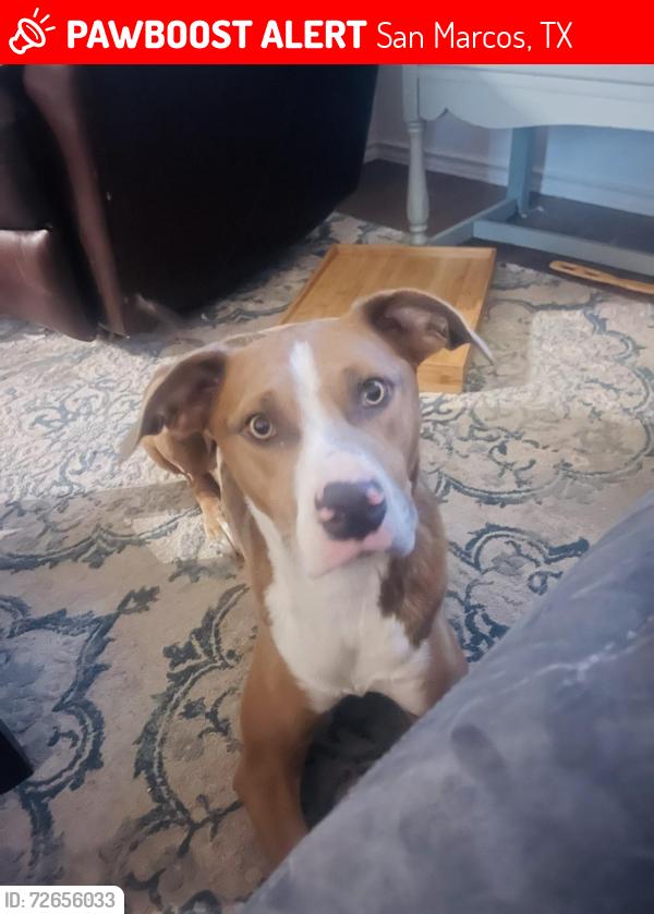 Lost Female Dog last seen Linda Dr and River Rd, San Marcos, TX 78666