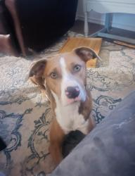 Lost Female Dog last seen Linda Dr and River Rd, San Marcos, TX 78666