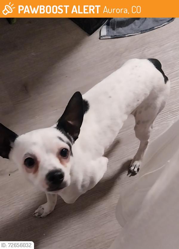 Found/Stray Male Dog last seen Elmira and montview, Aurora, CO 80010
