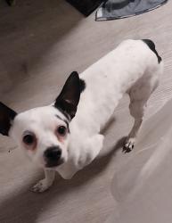 Found/Stray Male Dog last seen Elmira and montview, Aurora, CO 80010