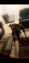 Lost Female Dog last seen White water crossing church , Cleves, OH 45002