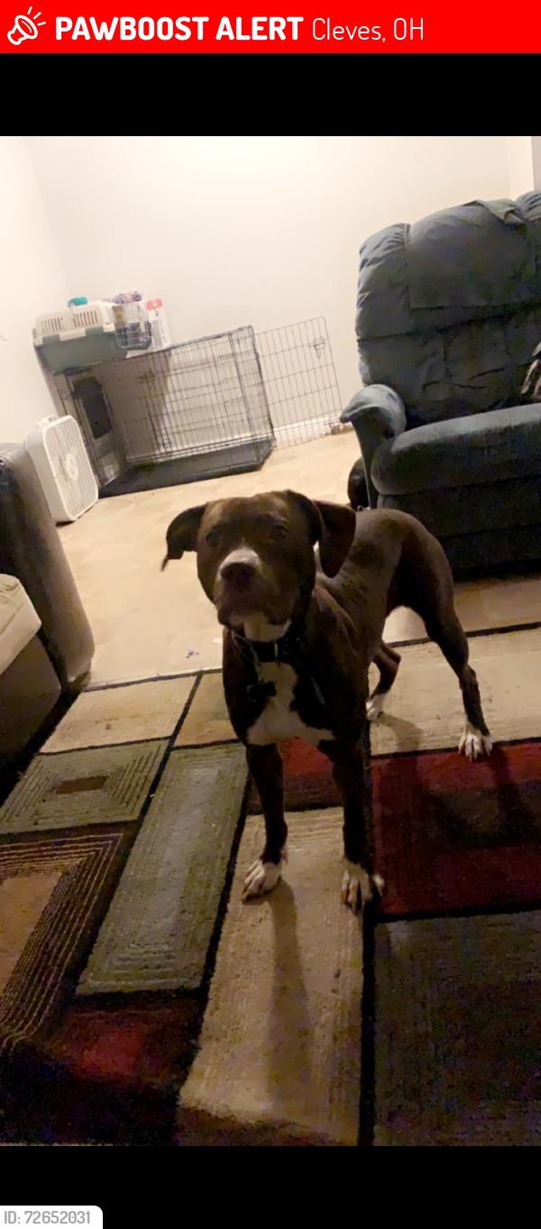 Lost Female Dog last seen White water crossing church , Cleves, OH 45002
