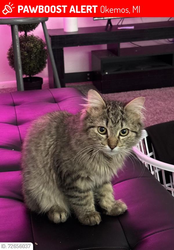 Lost Male Cat last seen W Grand River Ave, Okemos, MI 48864