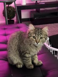 Lost Male Cat last seen W Grand River Ave, Okemos, MI 48864