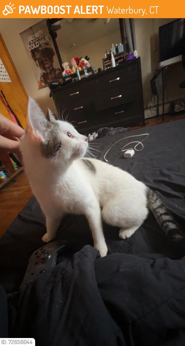 Found/Stray Female Cat last seen Lakeside Blvd , Waterbury, CT 06708