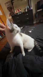 Found/Stray Female Cat last seen Lakeside Blvd , Waterbury, CT 06708