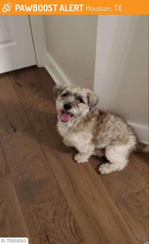 Found/Stray Male Dog last seen Kirby & Nichole Woods Dr., Houston, TX 77047
