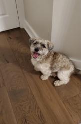 Found/Stray Male Dog last seen Kirby & Nichole Woods Dr., Houston, TX 77047