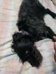 Lost Male Dog last seen Av. Nezahualcoyotl y av Pantitlán. Colonia las fuentes , Ciudad Nezahualcóyotl, Méx. 57600