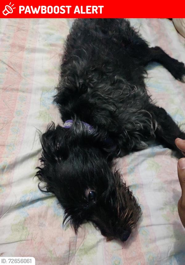 Lost Male Dog last seen Av. Nezahualcoyotl y av Pantitlán. Colonia las fuentes , Ciudad Nezahualcóyotl, Méx. 57600