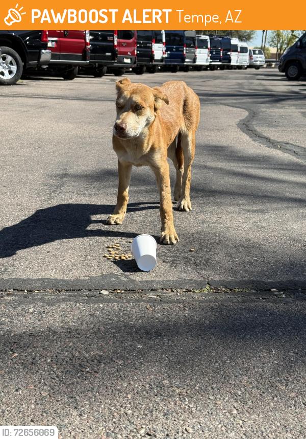 Found/Stray Male Dog last seen Autoplex loop by dodge , Tempe, AZ 85284