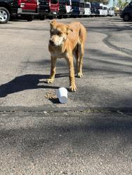 Found/Stray Male Dog last seen Autoplex loop by dodge , Tempe, AZ 85284