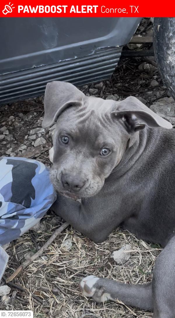 Lost Male Dog last seen Hwy 242 and FM 1314 rd , Conroe, TX 77384