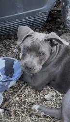 Lost Male Dog last seen Hwy 242 and FM 1314 rd , Conroe, TX 77384