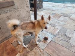 Found/Stray Male Dog last seen indian school & perryville, Goodyear, AZ 85395
