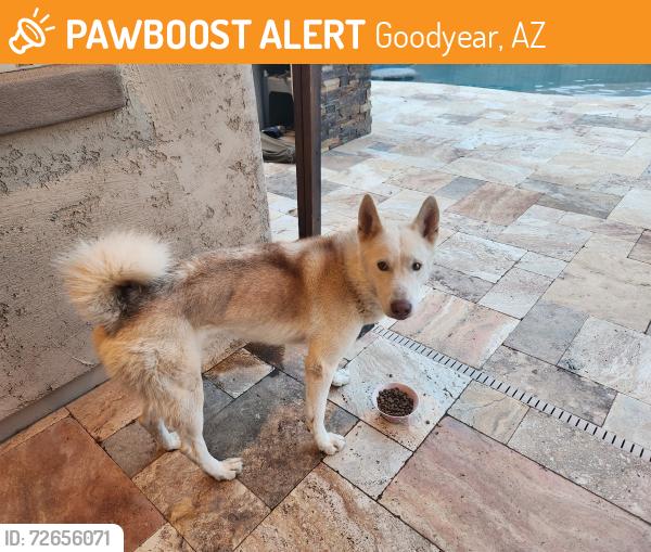 Found/Stray Male Dog last seen indian school & perryville, Goodyear, AZ 85395