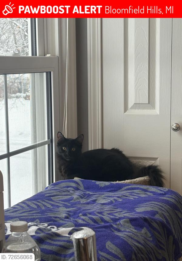 Lost Female Cat last seen Lincoln & E. Bradford, Bloomfield Hills, MI 48301