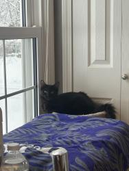 Lost Female Cat last seen Lincoln & E. Bradford, Bloomfield Hills, MI 48301