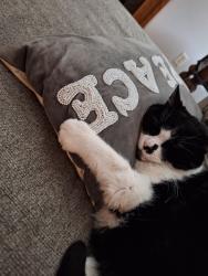 Lost Male Cat last seen Century rd, Farmington, MN 55024