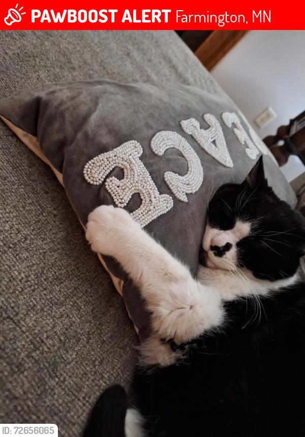 Lost Male Cat last seen Century rd, Farmington, MN 55024