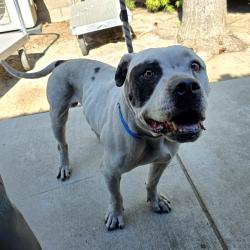 Found/Stray Male Dog last seen Near W 17th St, Long Beach, CA 90813, Long Beach, CA 90813