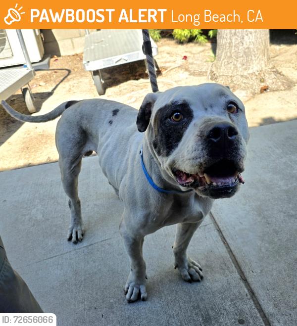 Found/Stray Male Dog last seen Near W 17th St, Long Beach, CA 90813, Long Beach, CA 90813