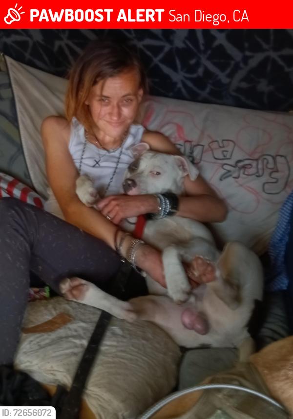 Lost Male Dog last seen Auto circle in mission valley and Camino del rio/around the marshalls and trader Joe's shopping center area, San Diego, CA 92108