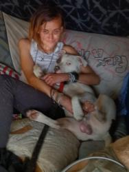 Lost Male Dog last seen Auto circle in mission valley and Camino del rio/around the marshalls and trader Joe's shopping center area, San Diego, CA 92108