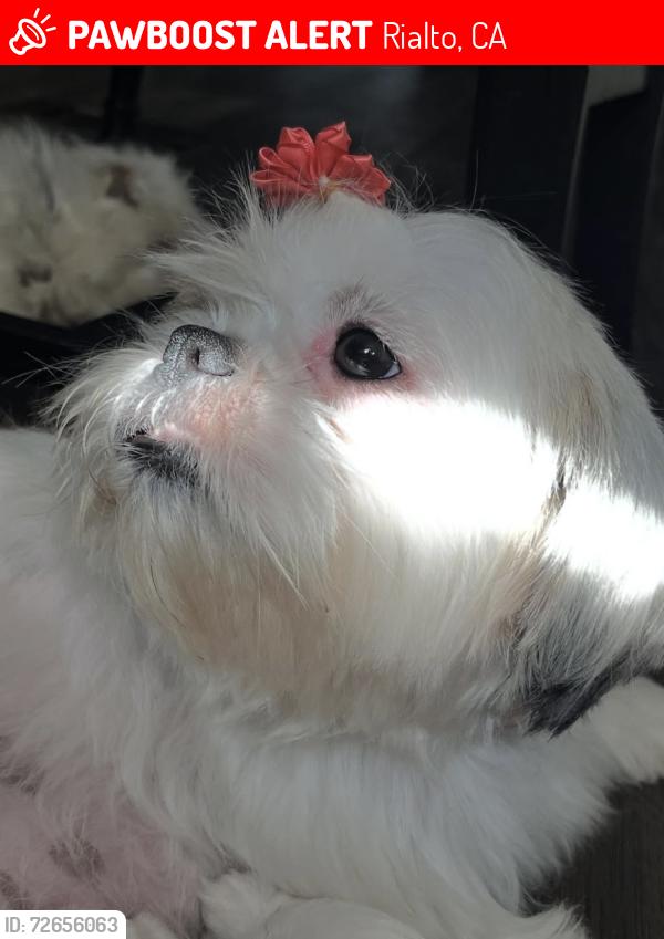 Lost Female Dog last seen Wilson St and Orange Av, Rialto, CA 92376